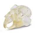 dental model glodavac